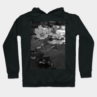 Glacier National Park Wild Flowers, black and white Hoodie